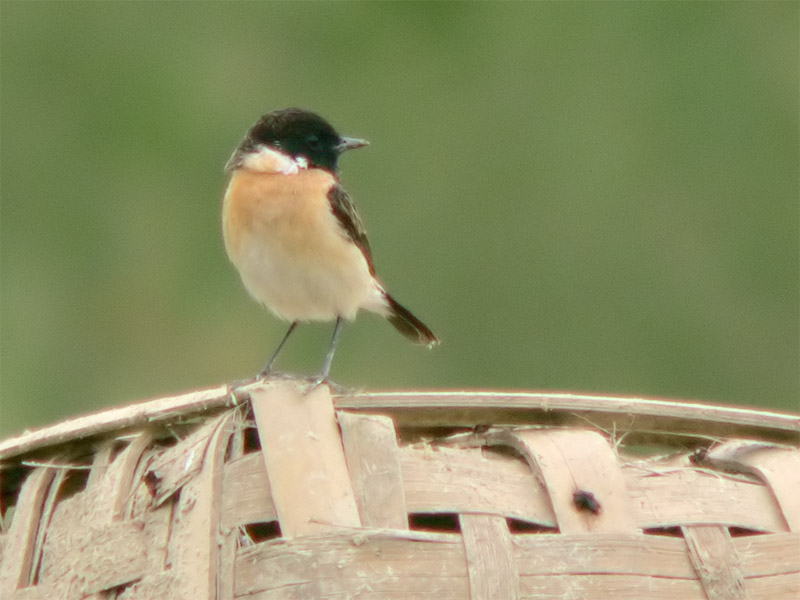 Stonechat HV10 digiscope.jpg