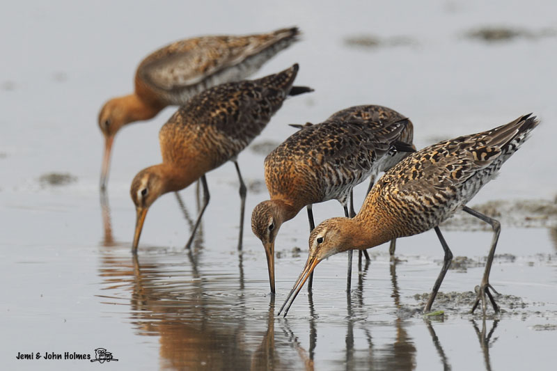 BlackWits_100421_jjh-01.jpg