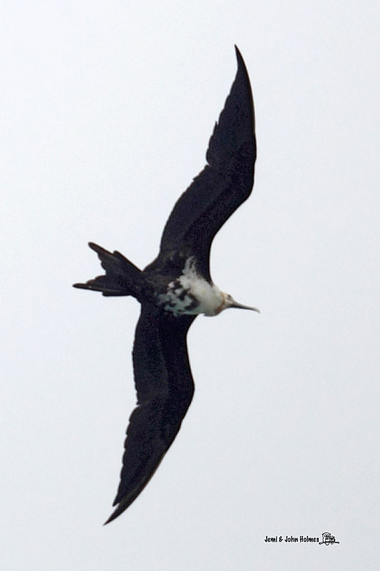 Frigatebird_JH_8627-01.jpg