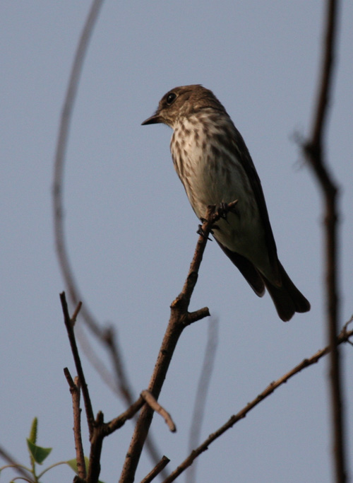 grey-streaked flycatcher.jpg