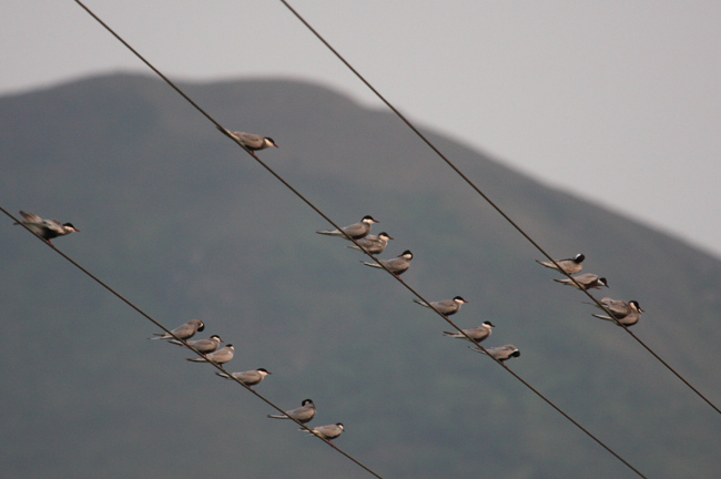 whiskered tern.jpg