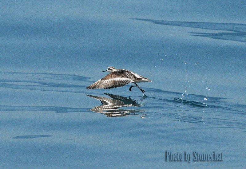 red-necked Phalarope.jpg