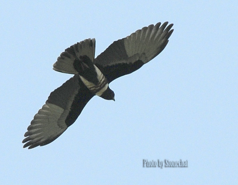 Black Baza 1.jpg