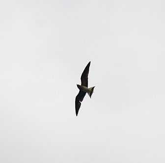 Pratincole-sp-1.jpg