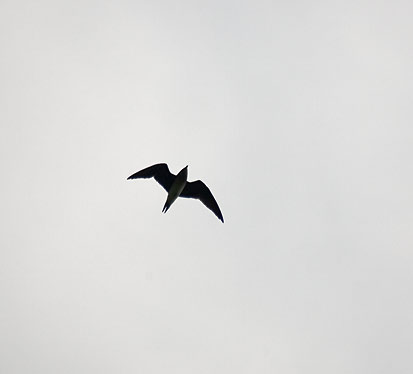 Pratincole-2.jpg