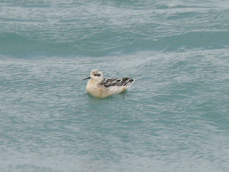 Phalarope ID.jpg