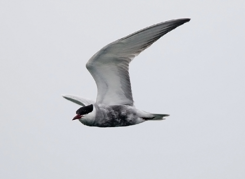 Whiskered tern.jpg