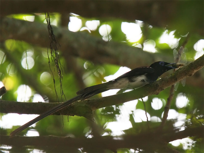 Japanese Paradise Flycatcher male.jpg