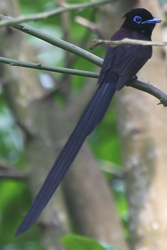 Japanese Paradise Flycatcher male 2c.jpg