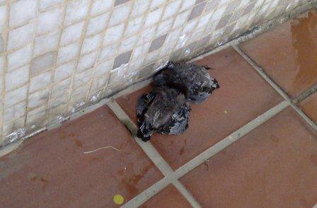 Chicks on Floor.jpg