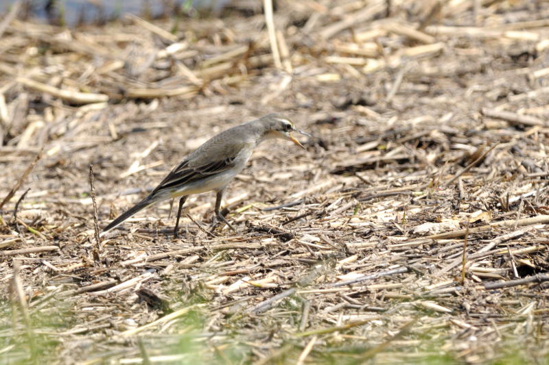DSC_9321.JPG