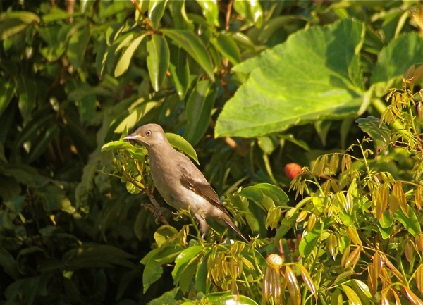 DSCN2439 Juv Chinese Starling bf.jpg