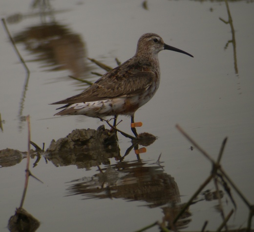 DSCN2699 Curlew Sand orange flag bf.jpg