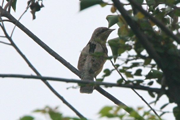 wryneck.JPG