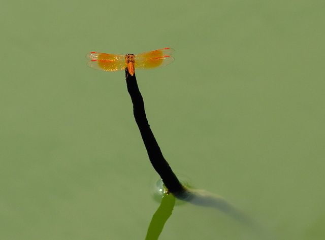 黃蜻蜓s.jpg