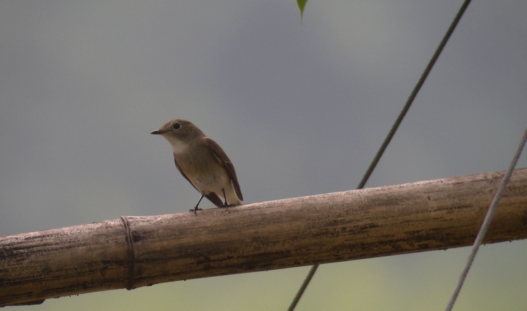 DSCN2883 Taiga Flycatcher bf.jpg