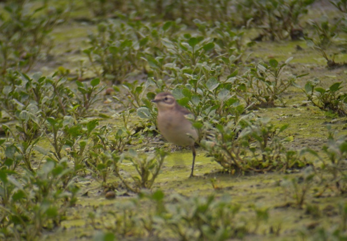 DSCN2902 Citirine wagtail bf.jpg