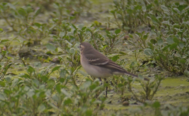 DSCN2903 Citrine Wagtail 2 bf.jpg