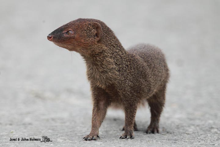 Mongoose_1.jpg