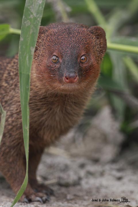 Mongoose_2.jpg