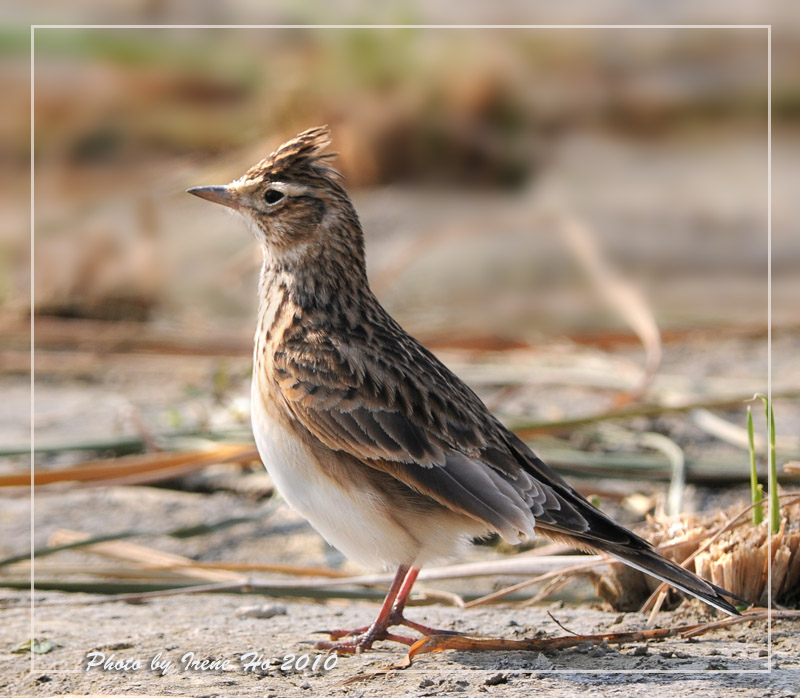 Eurasian Skylark 2.jpg