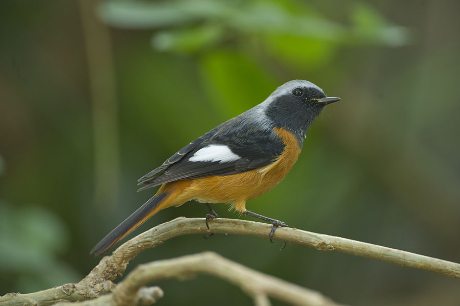 daurian redstart male S_DSC5590.jpg