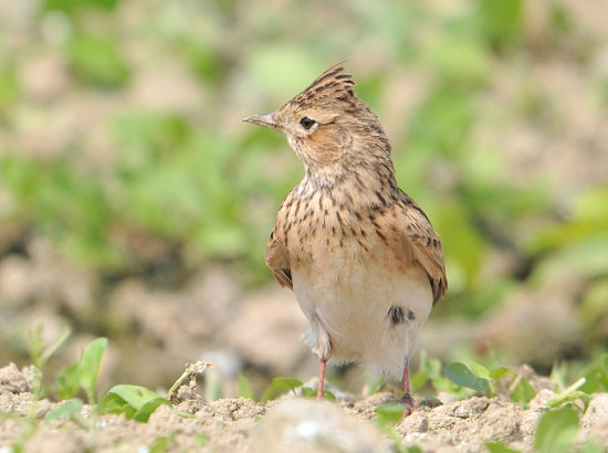 Eurasian Skylark.JPG