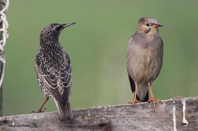 Starlings_1.jpg