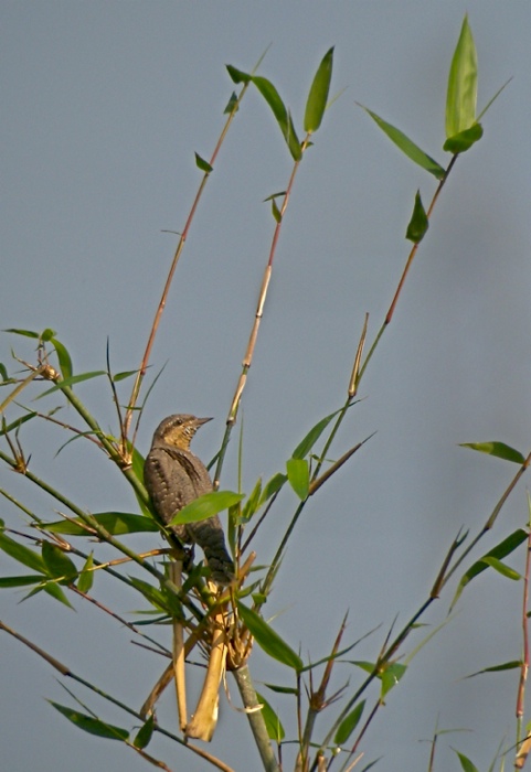 DSCN3255 Wryneck Lam Tsuen bf.jpg