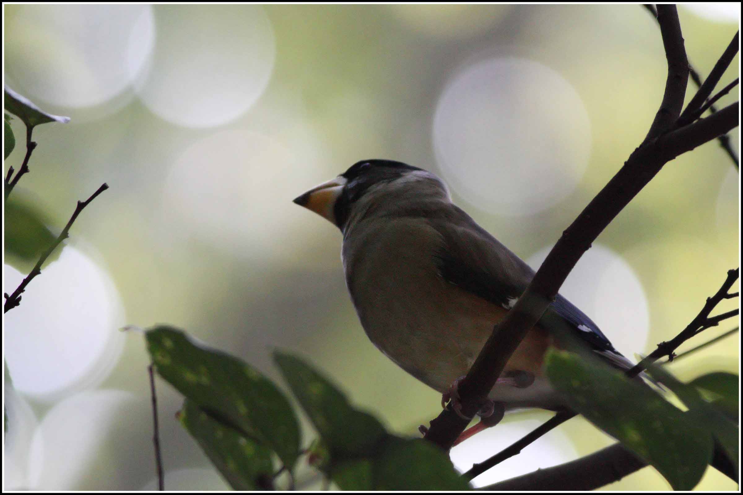 IMG_2795_yellow_billed_grosbeak_reduced.jpg