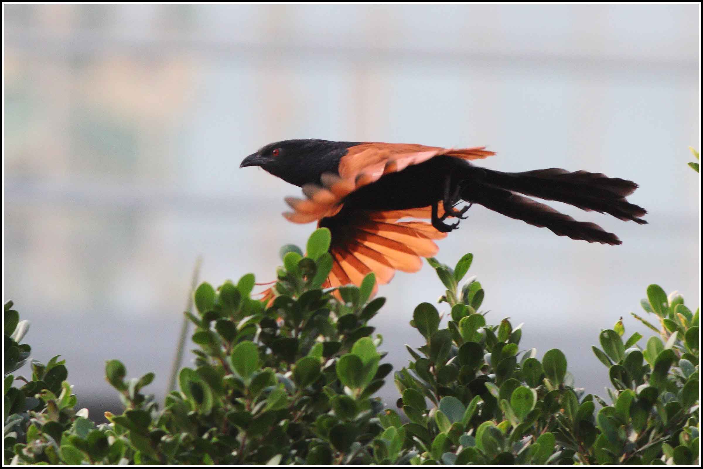 IMG_3626_greater_coucal.jpg