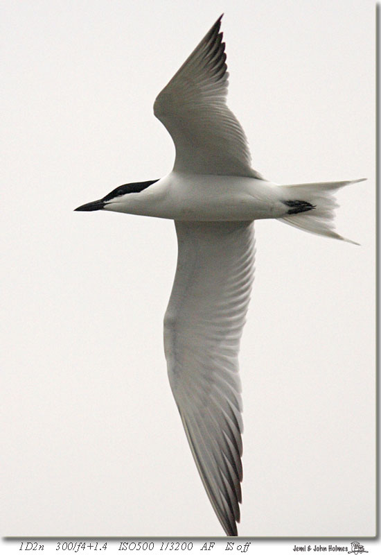 gullbilltern1ewjemi.jpg