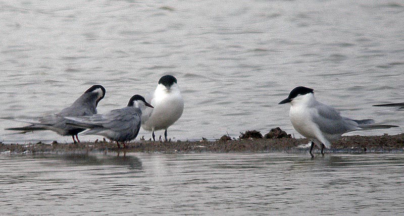 whiskered.gull billed.terns P4193317.jpg