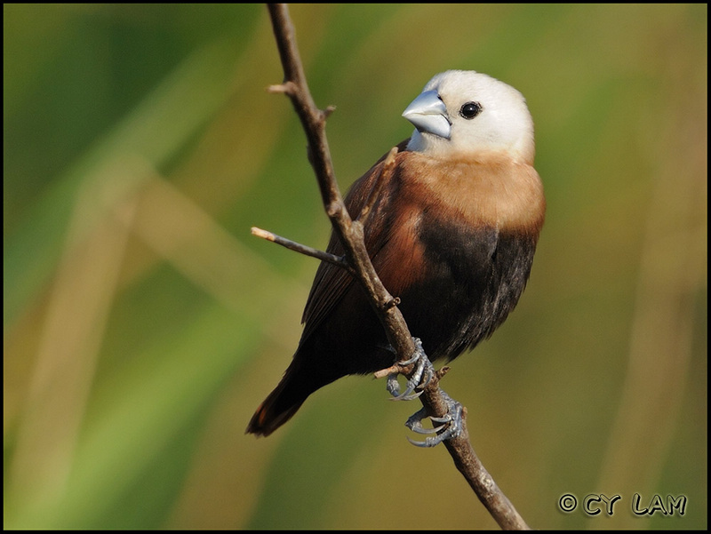 白頭文鳥-02.jpg