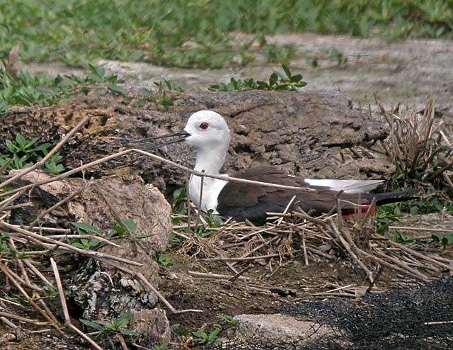 black winged stilts.nest P4193339.jpg