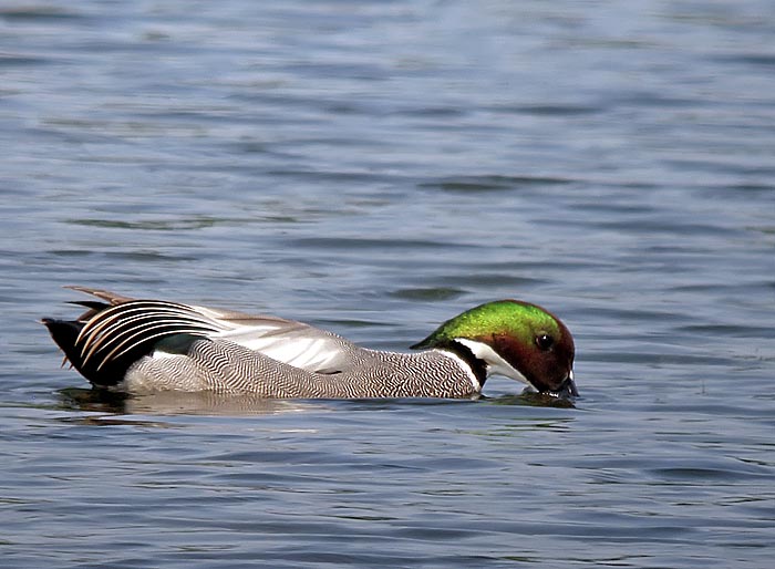 falcated duck.maleP4193348.jpg