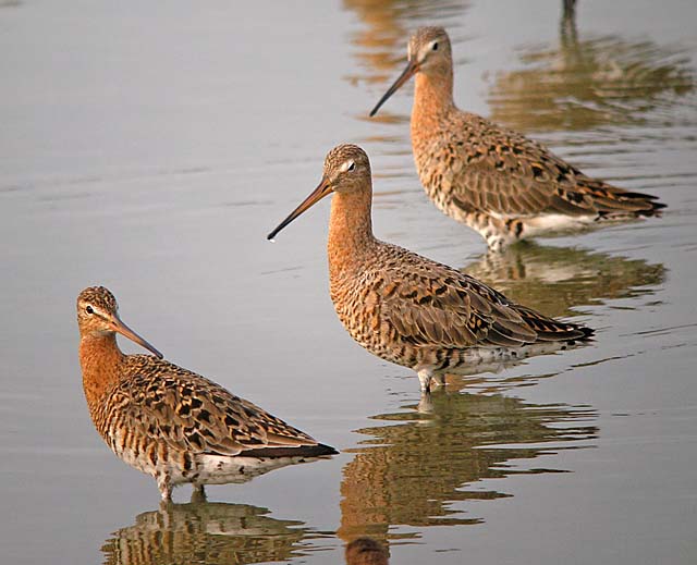 black tailed godwits DSCN9418.jpg