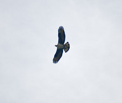 Buteo-buteo-japonicus.jpg