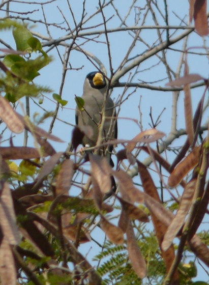 Japanese Grosbeak 1.jpg