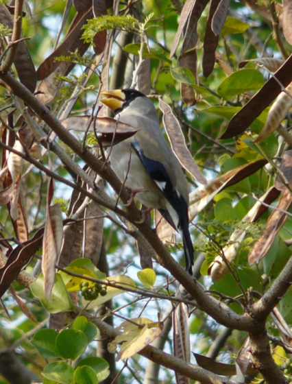 Japanese Grosbeak 2.jpg