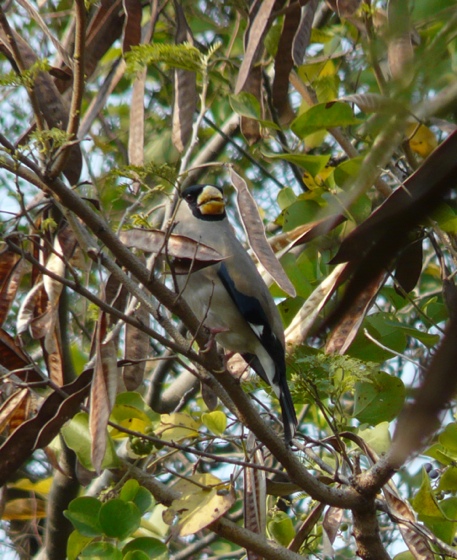 Japanese Grosbeak 3.jpg