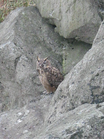 eagle owl.jpg