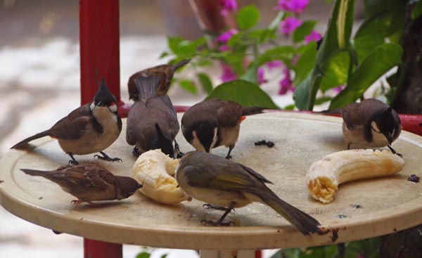 bulbuls n bananas2011Jan12600px.jpg