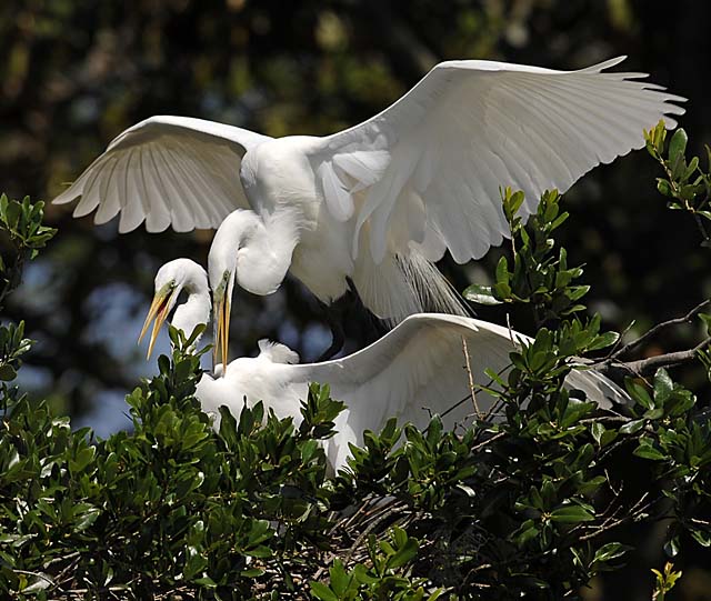 great egret.pair.mating 00137.jpg