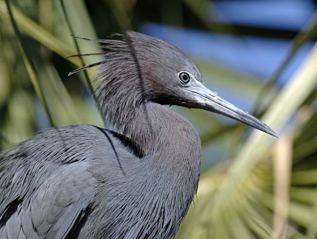 little blue heron.breed_DSC0327.jpg