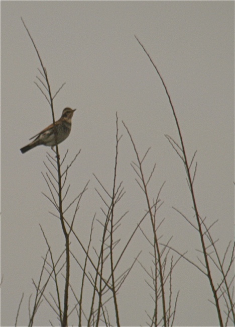 DSCN4027 Dusky Thrush 2.jpg