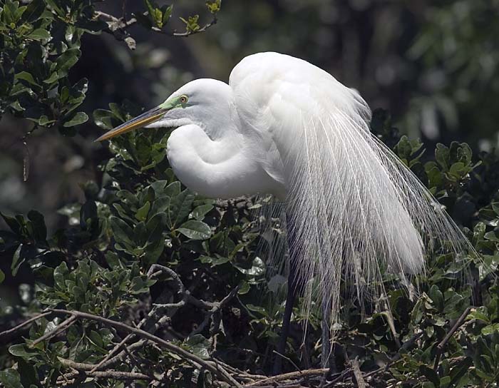 great egret.breed.adj_DSC0134.jpg