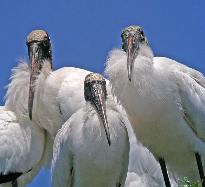 wood storks.trio P4148520.jpg