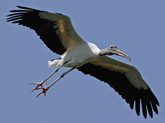 wood stork.land 00039.jpg