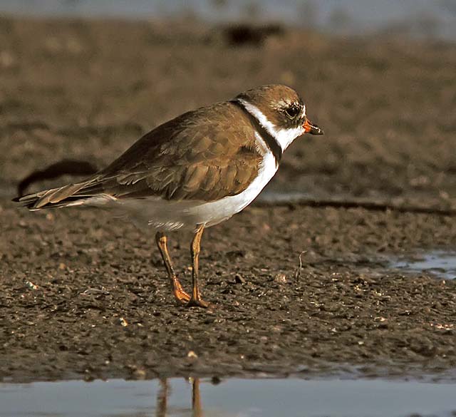 semi palmated plover.breed DSCN3180.jpg